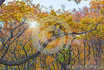 Autumn forest, all the foliage is painted with golden color in the middle of the forest road. Stock Photo