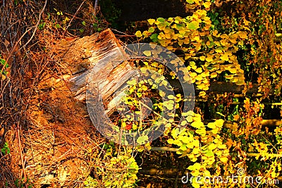 Autumn forest askew snag, vertical Stock Photo