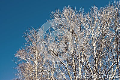 Autumn forest background, silhouette bare branches and tree trunk against Stock Photo