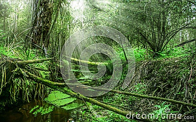 Autumn forest, beams of light through the trees Stock Photo