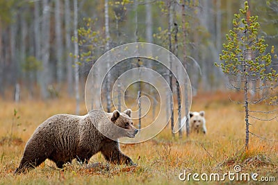 Autumn forest with bear cub with mother. Beautiful baby brown bear hiden in the forest. Dangerous animal in nature forest and mead Stock Photo