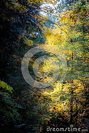 Autumn Forest with Bright Yellow Leaves in a Pacific Northwest Rainforest Stock Photo