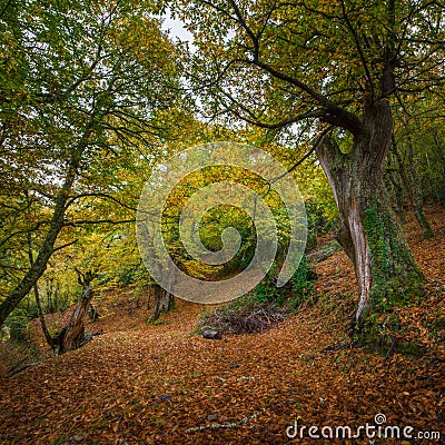 Autumn forest in Cervantes Stock Photo