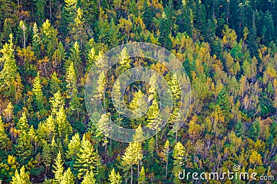 Autumn forest Chitkul Sangla Valley Stock Photo