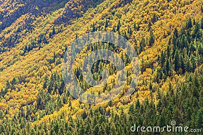 Autumn forest Chitkul Sangla Valley Stock Photo