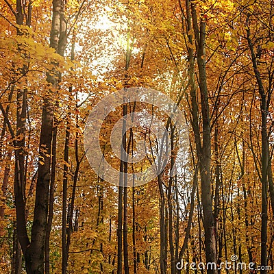 Autumn forest in city park named after Shkulev. Moscow, Russia Stock Photo