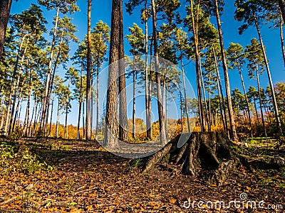 Autumn forest with colorful leaves Stock Photo