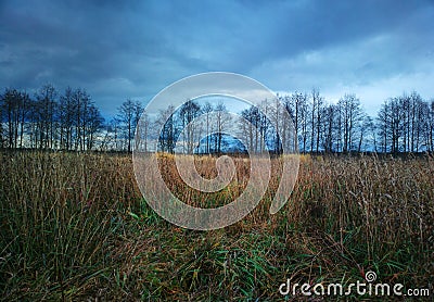 Autumn forest in daylight landscape background Stock Photo