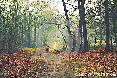 Autumn forest and a deer Stock Photo