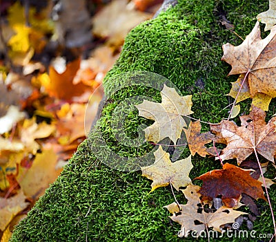 Autumn forest detail - Moss and leaves on stone Stock Photo