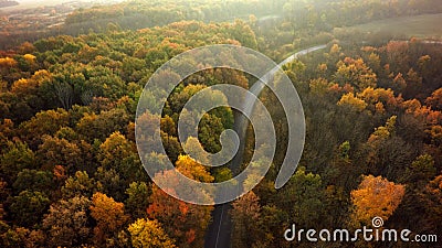 Autumn forest drone aerial shot, Overhead view of foliage trees Stock Photo