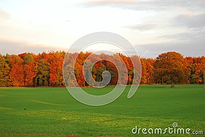 Autumn forest edge Stock Photo