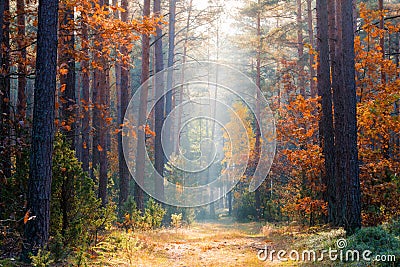 Fall forest. Autumn forest with sunlight. Editorial Stock Photo