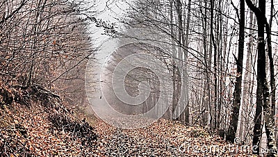 Autumn, forest, fog, amazing. Stock Photo