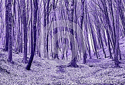 Forest in Violet Stock Photo