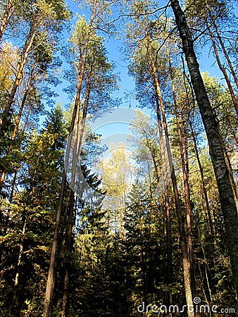 Autumn forest. Gold birch. Blue sky. Stock Photo