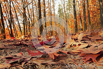Autumn forest illuminated by the sun. Forest trail covered with fallen leaves. Stock Photo