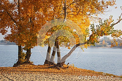 Autumn forest lake landscape. Autumn forest lake water scene. Golden autumn forest lake view Stock Photo