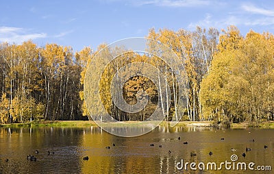 Autumn forest and lake Stock Photo