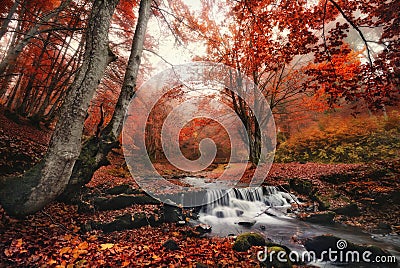 Autumn Forest Landscape With Beautiful Creek And Small Bridge.Enchanted Autumn Foggy Beech Forest With Red Leaves And Cold Creek Stock Photo