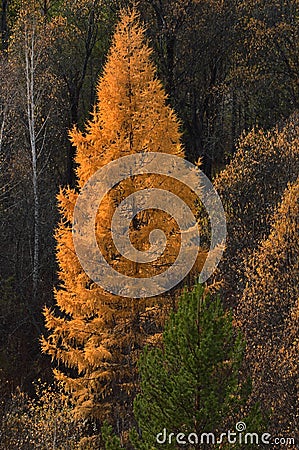 Autumn forest landscape. Beautiful larch with yellowed needles. Vertical photo. Stock Photo