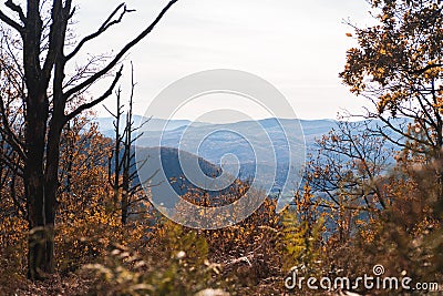 Autumn forest landscape with mountains on the horizon in orange colors in the fall. Stock Photo