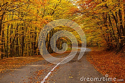 Autumn forest landscape with path autumn leaves and warm light illuminates Stock Photo