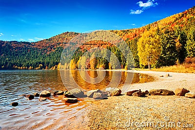 Autumn forest landscape Stock Photo