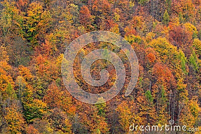 Autumn forest, many trees in hills, orange oak, yellow birch, green spruce, Bohemian Switzerland National Park, Czech Republic. Be Stock Photo