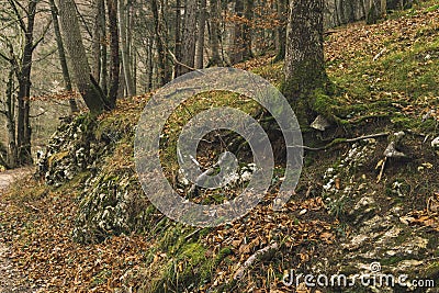 Autumn forest moody outdoor scenic view with falling foliage and tree Stock Photo