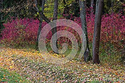 Autumn forest morning leaves yellow red bright colorful Stock Photo