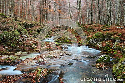 Autumn forest with a mountain river Stock Photo