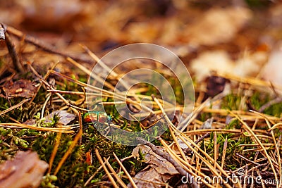 Autumn forest nature background Stock Photo