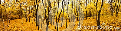 Autumn forest panorama Stock Photo