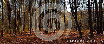 Autumn forest Stock Photo