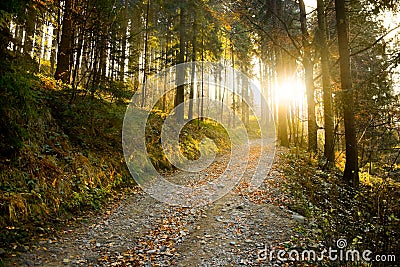 Autumn forest path Stock Photo