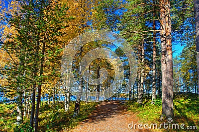 Autumn forest path Stock Photo