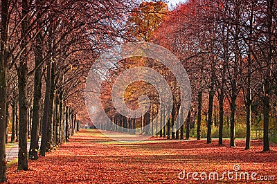 Autumn forest path Stock Photo