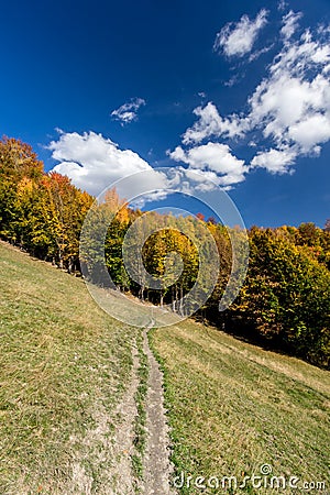 Autumn forest and path in the meadow Stock Photo