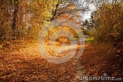 Autumn forest path Stock Photo