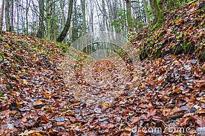 Autumn Forest Path Scene, Deep Forest Hiking Trail Stock Photo