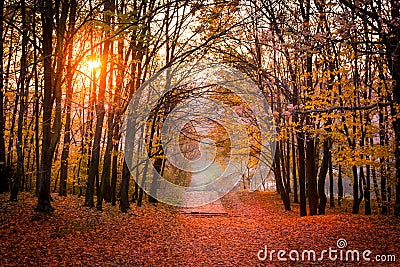 Autumn forest path in sunset Stock Photo