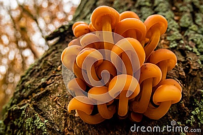 Autumn forest poisonous toadstools nature. spotted toadstool Stock Photo