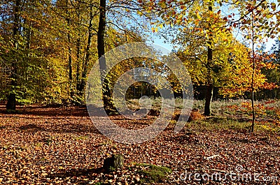 Autumn forest in Poland Stock Photo