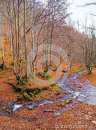 Autumn forest with river Stock Photo