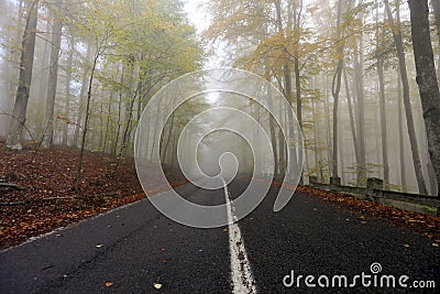 Autumn forest with road, golden and yellow leaves in a beautiful foggy day. Stock Photo