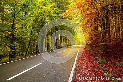 Autumn forest scenery with rays of warm light illuminating Stock Photo