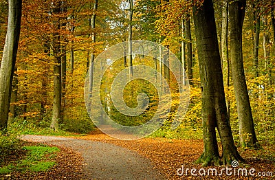 Autumn forest scenery with rays of warm light illumining the gold foliage and a footpath leading into the scene Stock Photo