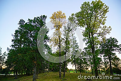 Autumn Forest Stock Photo