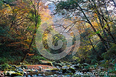 Autumn forest stream Stock Photo